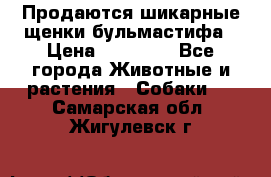 Продаются шикарные щенки бульмастифа › Цена ­ 45 000 - Все города Животные и растения » Собаки   . Самарская обл.,Жигулевск г.